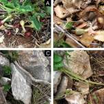 Aristolochia microstoma - растение, которое пахнет мертвыми насекомыми