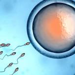 Клетки эмбриона способны «обнулять» свой биологический возраст