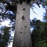 Новозеландское "дерево-вампир"