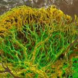 Невероятная красота: снимок со спутника дельты юкона