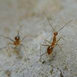 Жёлтый сумасшедший муравей (лат. anoplolepis gracilipes)