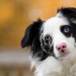 Как собаки научились строить «грустные глазки»