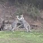 Два самца кенгуру устроили поединок на заднем дворе