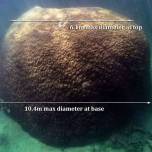 В австралии нашли редкий гигантский коралл