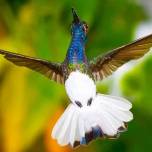 Самки колибри маскируются под самцов, чтобы избежать харассмента