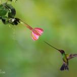 Колибри-Мечеклюв и страстоцвет