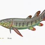 Кистеперая рыба поролепис (лат. porolepis)