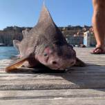 В италии заметили акулу с мордой свиньи