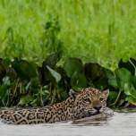 На бразильских болотах нашли  необычных ягуаров