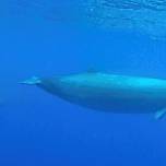 Ученые обнаружили новый вид клюворылых китов