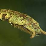 Щупальценосная змея, или герпетон (лат. erpeton tentaculatum)