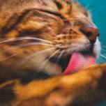 Зачем кошке такой шершавый язык?