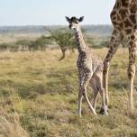 Как жираф защищал новорожденного детеныша от львицы