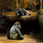 Фотографии обезьян от natali manuel