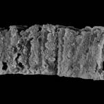 Бронированный червь возрастом 400 миллионов лет назван в честь меча короля артура