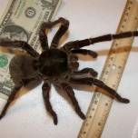 Птицеед-Голиаф - самый большой паук в мире
