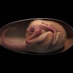 Зародыш внутри окаменевшего яйца показал связь между современными птицами и динозаврами