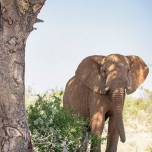 Разъяренный слон решил защитить стадо и загнал леопарда на дерево