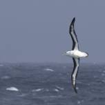 Альбатросы нырнули на рекордные девятнадцать метров