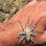 Видео с милым осьминогом — это одно из самых опасных существ на Земле