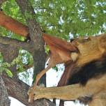 Как лев крадет добычу леопарда с дерева