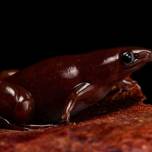 В амазонии обнаружили носатую лягушку-тапира