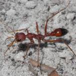 Как муравьи-бульдоги разработали точечное оружие против ехидн