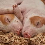Ученые расшифровали хрюканье свиней