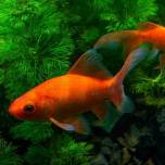 Могут ли аквариумные рыбки жить в пруду?
