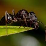 Не все муравьи на вкус кислые