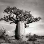 Фотограф снимает древние баобабы до того, как они исчезнут
