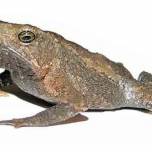 «Немая» жаба из эквадора запела впервые за 100 лет