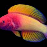 Ученые обнаружили на мальдивах новые виды рыб радужного цвета