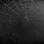 Паучья сеть в разы усиливает слух пауков