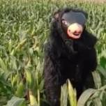 Фермер нанял человека в костюме медведя для охраны поля