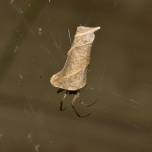 Листовое логово паука phonognatha graeffei