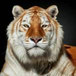 Портреты диких животных от перуанского фотографа