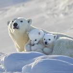 Фотограф дикой природы запечатлел белую медведицу и ее детенышей