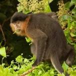 Загадочную обезьяну с борнео назвали гибридом носача и тонкотела