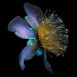 Ультрафиолет раскрывает скрытую красоту цветов