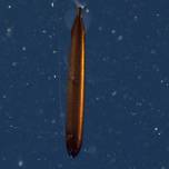 У берегов Калифорнии сняли на видео редкую глубоководную рыбу