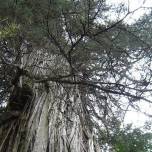 Обнаружено самое старое дерево на планете. Этому кипарису 5 500 лет