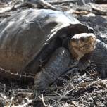 «Вымершая» черепаха найдена в одиночестве на отдаленном вулканическом острове