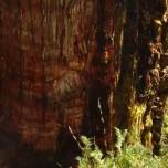 Древнее дерево в андах может оказаться старейшим в мире