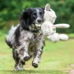 Ученые узнали, как собаки воспринимают свои игрушки