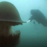 Почему яд гигантской медузы номуры очень опасен?