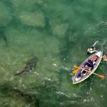 Акулы все чаще заплывают в воды прибрежных мегаполисов