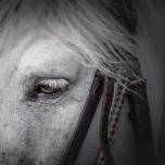 Красота диких белых лошадей в фотопроекте: Белые ангелы Камаргу