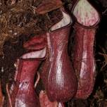 В горах на Борнео ученые нашли новое хищное растение