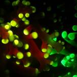 Почему глубоководные кораллы светятся в темноте?
